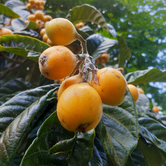 Eriobotrya japonica 'Tuiti' (Japanese Loquat)