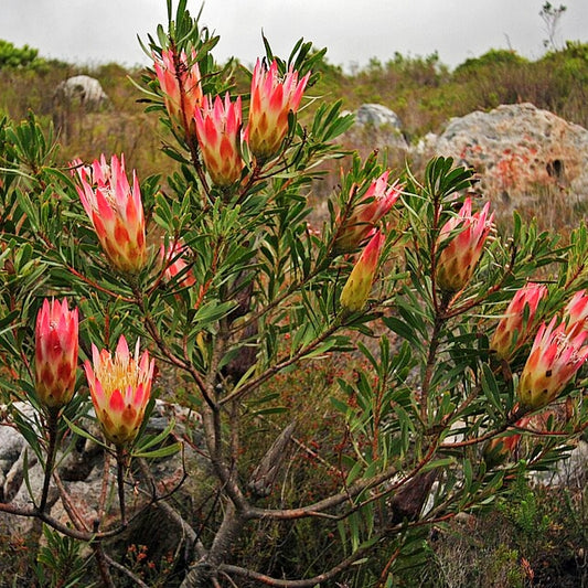 Protea repens (Common Sugarbush)