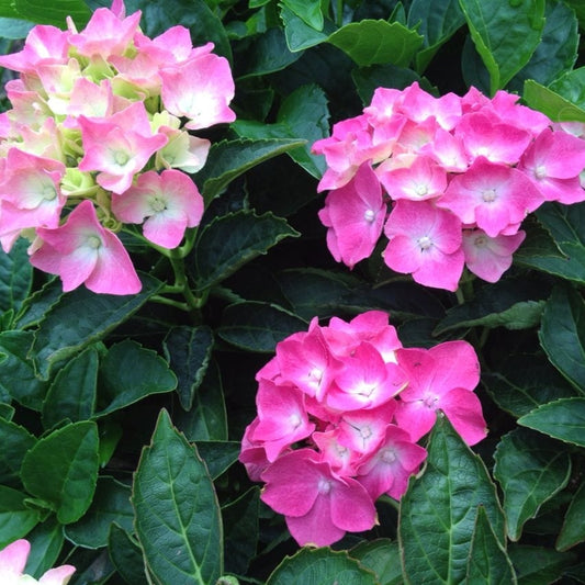 Hydrangea macrophylla 'Piamina'