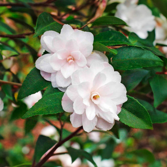 Camellia sasanqua 'Cinnamon Cindy'