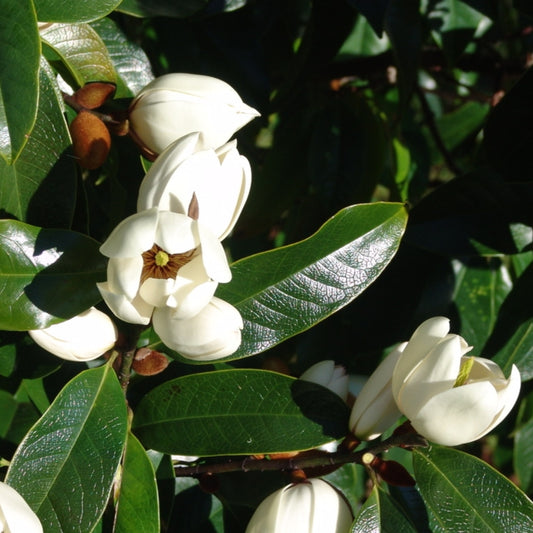 Magnolia x foggii 'Bubbles'