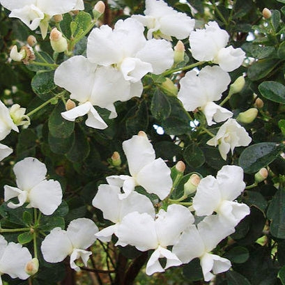 Podalyria calyptrata 'Compact Gem White' (Water Blossom Pea, Keurtjie)