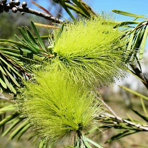 Melaleuca pachyphylla 'Green' (Wallum Bottlebrush)