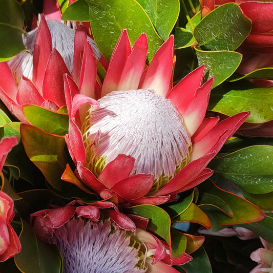 Protea cynaroides 'Madiba' (King Protea)