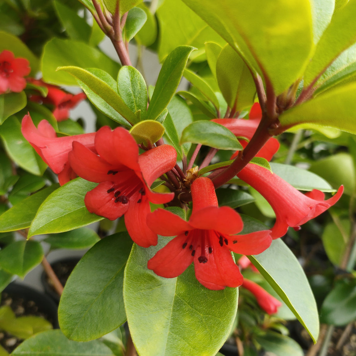 Fire Red Rhodadendron Rhododendron 'Fire Mountain' (Vireya) – Pikirangi Online Garden Centre