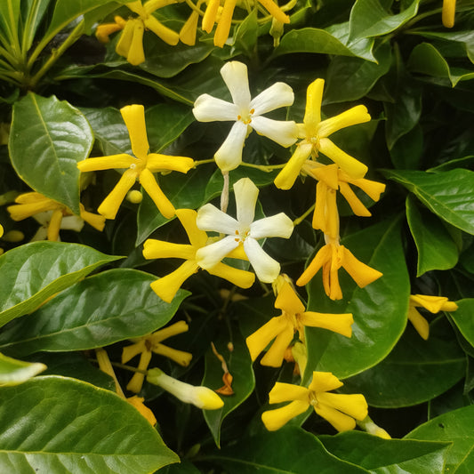 Hymenosporum flavum 'Golden Nugget' (Dwarf Australian Frangipani)