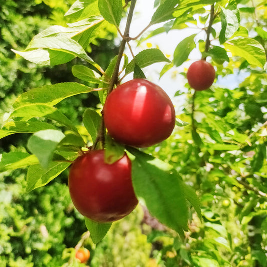 Prunus domestica 'Wilson's Early' (Plum)