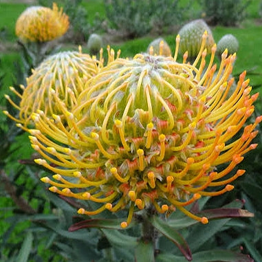 Leucospermum 'Kula Sunrise' (Pincushion Protea)