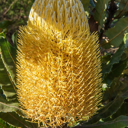Banksia menziesii (Firewood Banksia)
