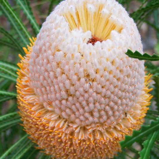 Banksia hookeriana (Hooker's Banksia)