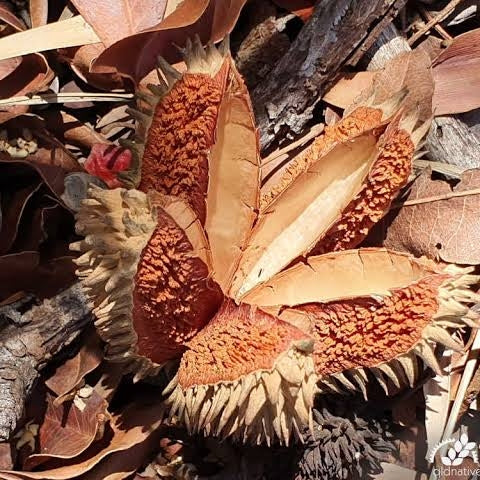 Flindersia australis (Australian Teak)