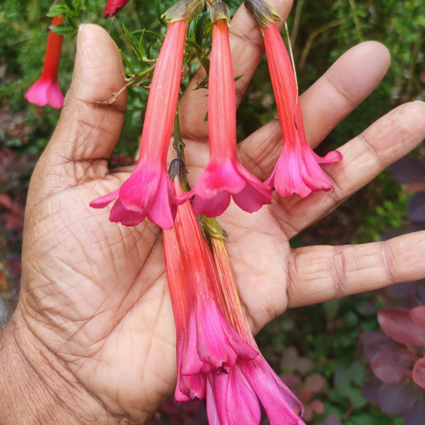 Cantua buxifolia (Flower of the Incas)