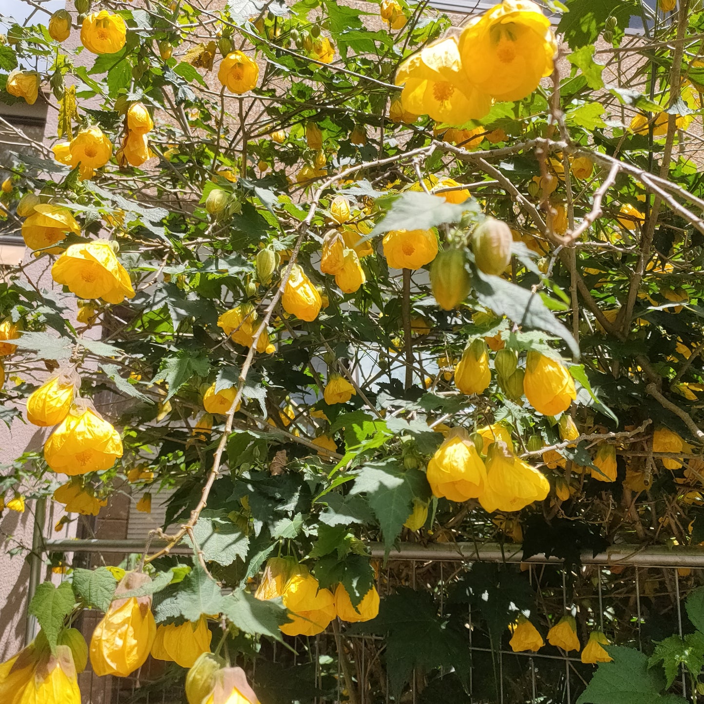 Abutilon All Colours