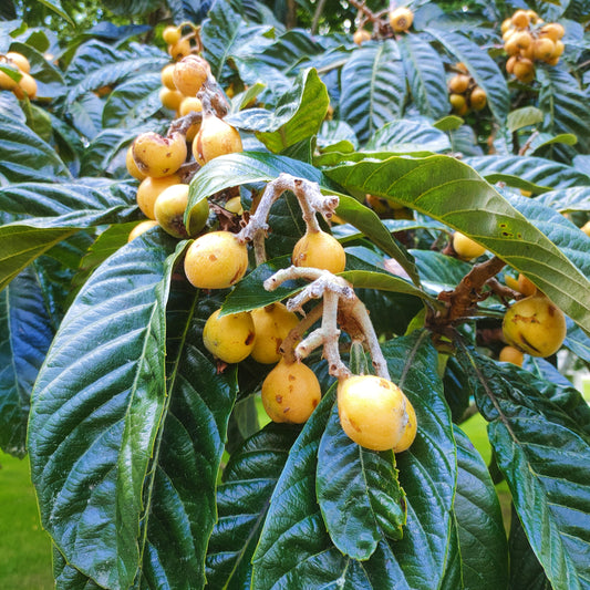 Eriobotrya japonica 'Rarahi' (Japanese Loquat)