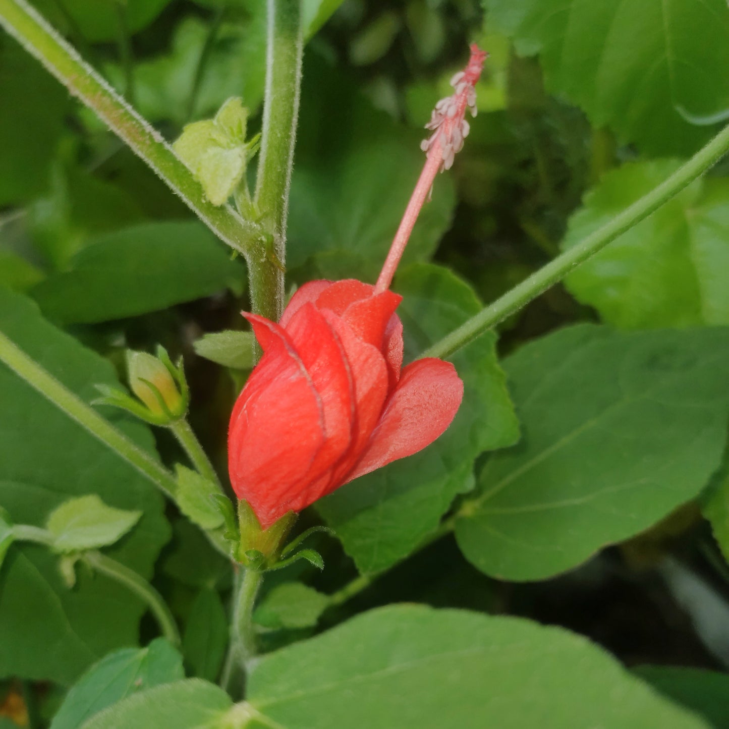 Malvaviscus arboreus (Wax Mallow, Turk's Cap)