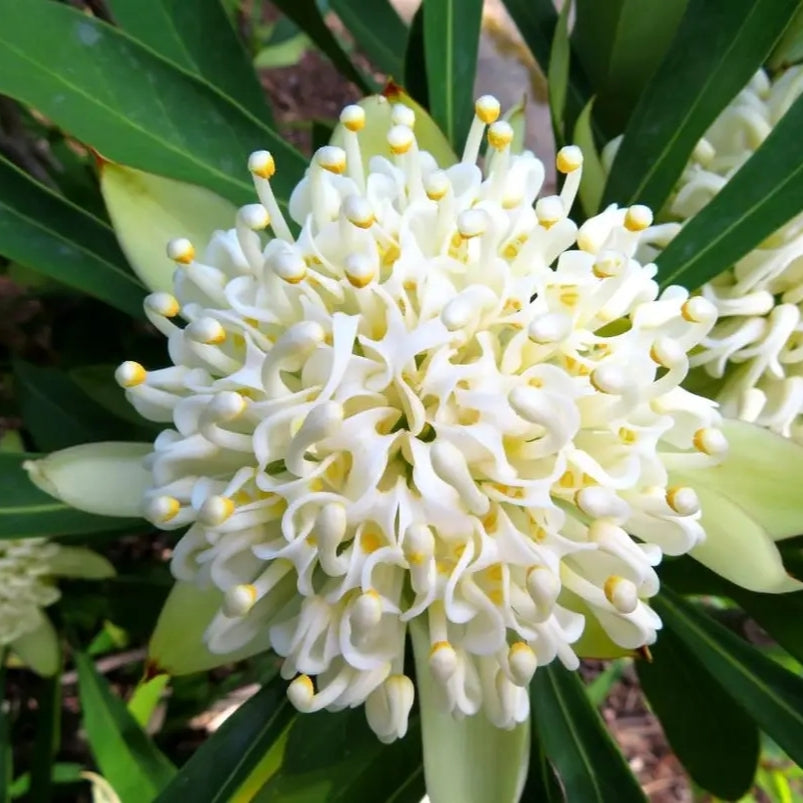 Telopea speciosissima x oreades 'Bridal Gown' (Waratah)