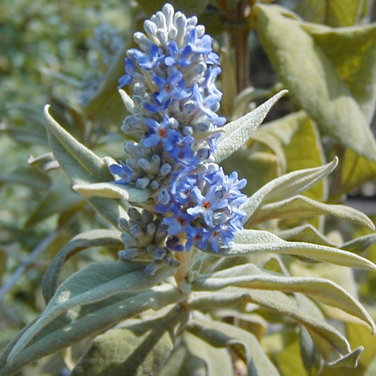 Buddleja salviifolia (Sage Bush)