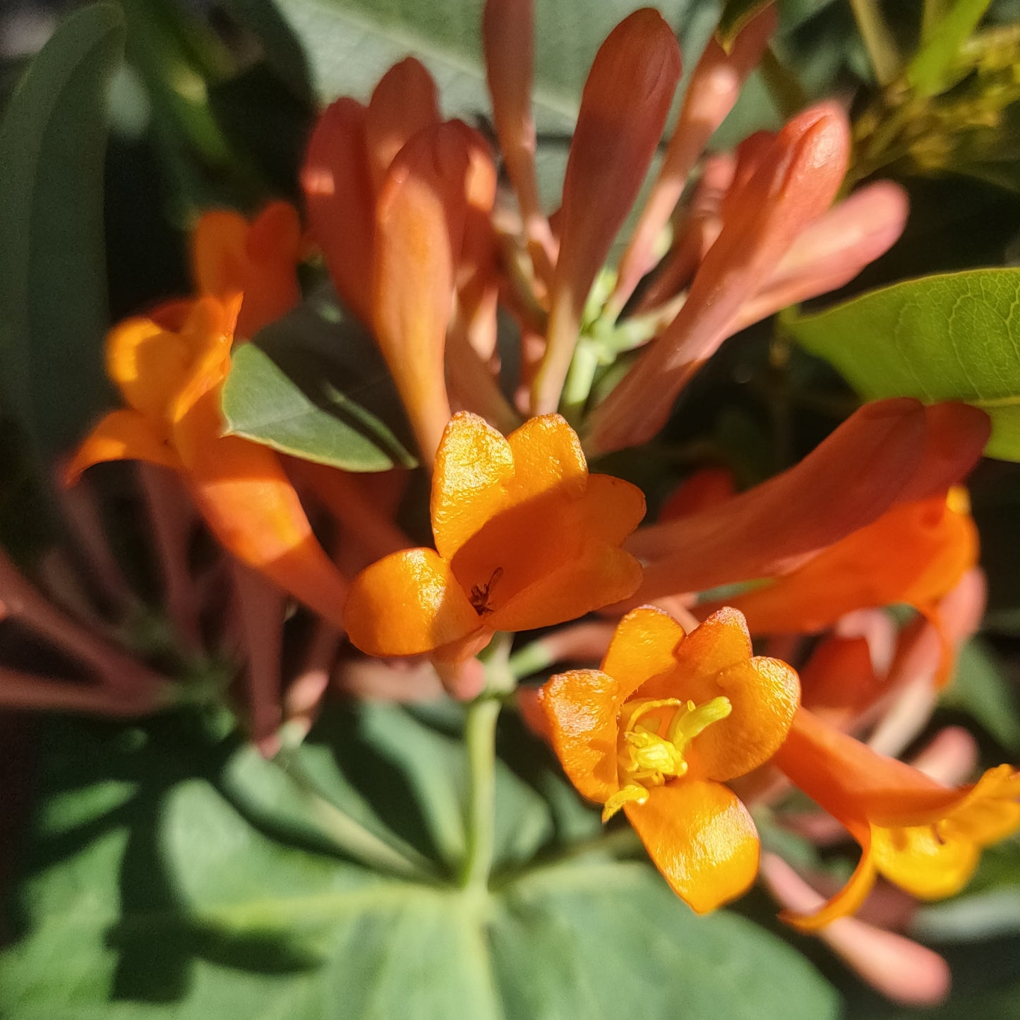 Lonicera × brownii 'Dropmore Scarlet'