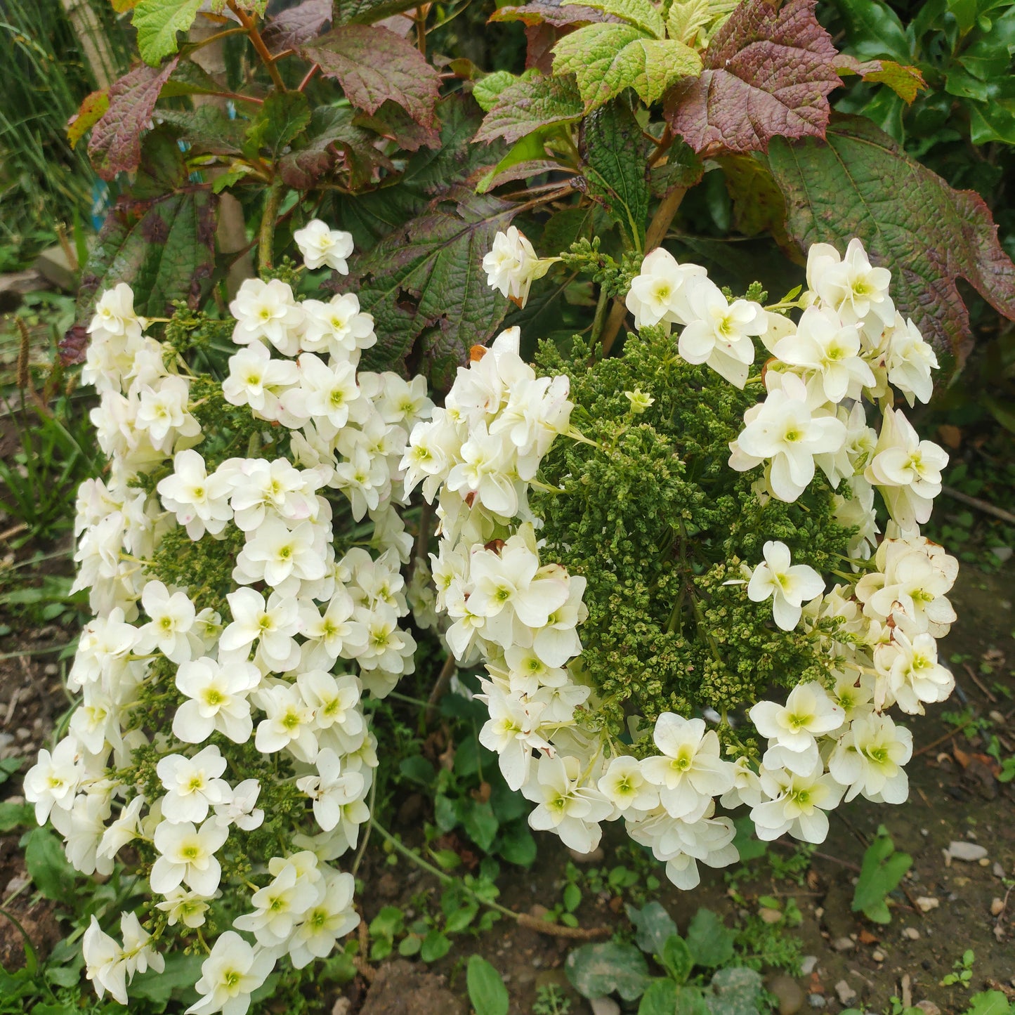 Hydrangea quercifolia 'Snow Flake' (Oakleaf/Oak-leaved Hydrangea)