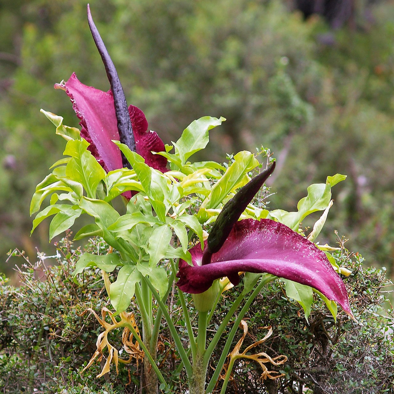 Dracunculus vulgaris (Dragon Lily, Vampire Lily)