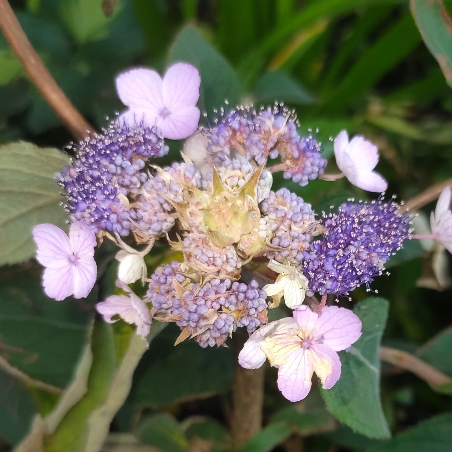 Hydrangea aspera (Lacecap)