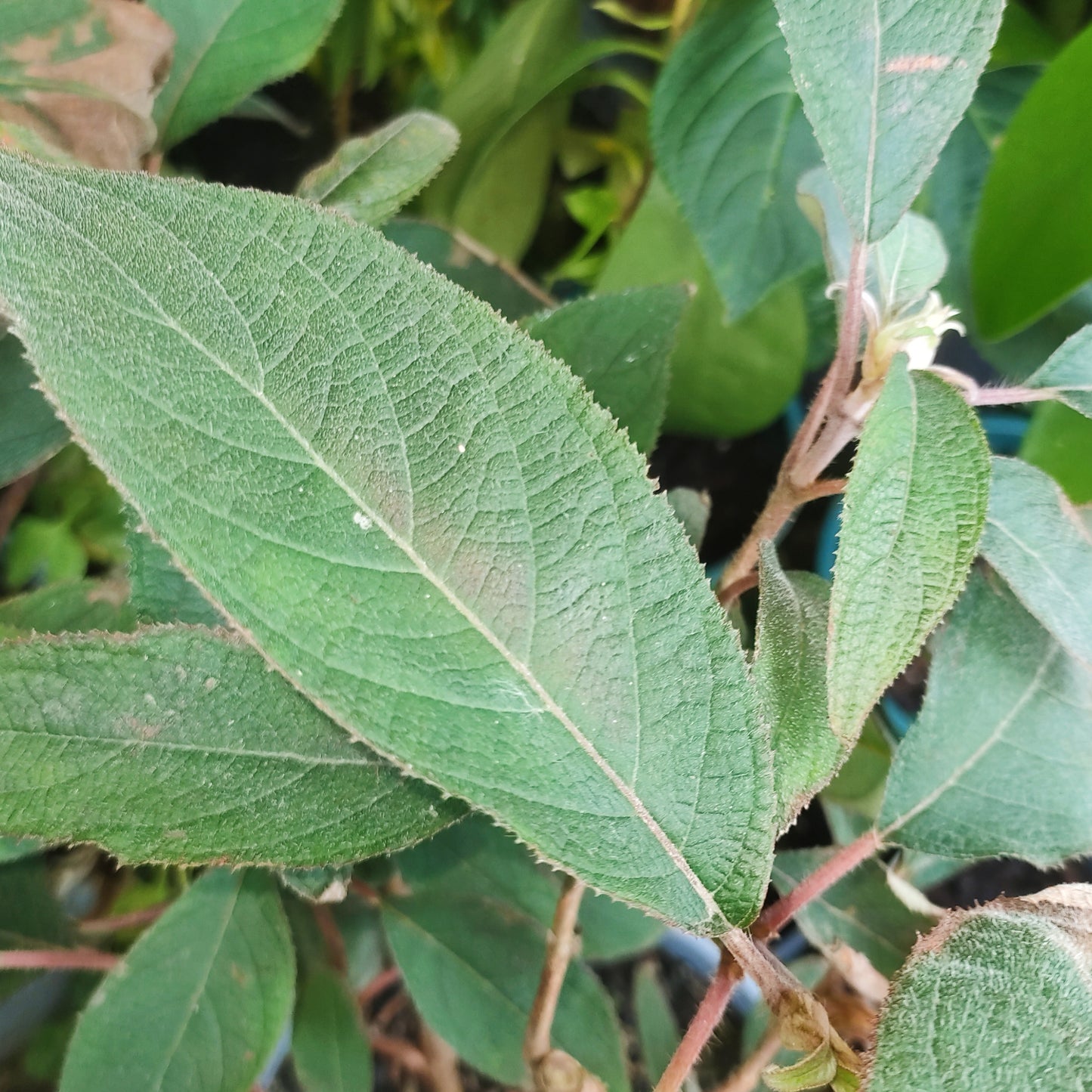 Hydrangea aspera (Lacecap)