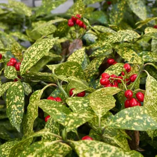 Aucuba japonica 'Jungle Girl' (Japanese Laurel)