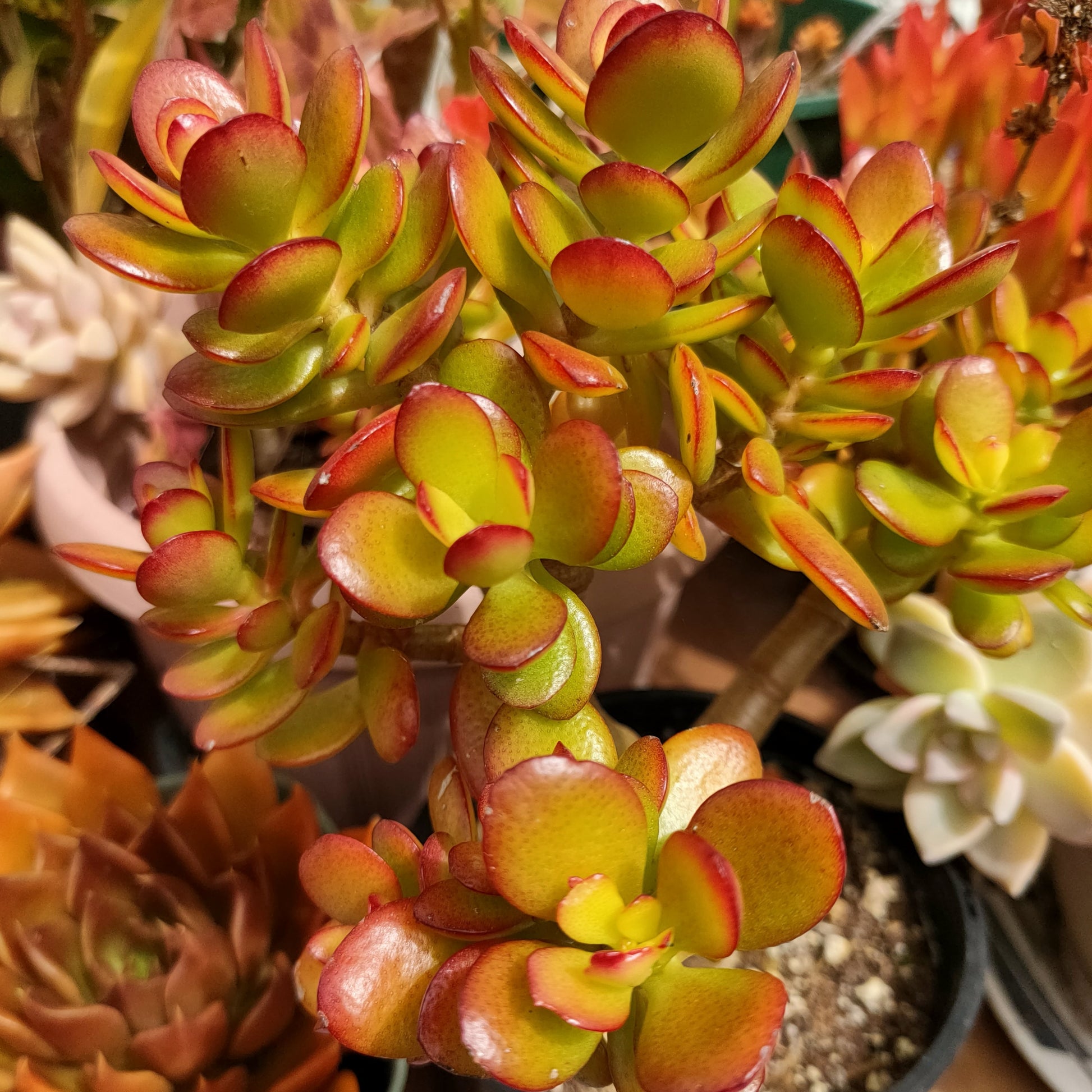 jade plant nz Crassula ovata 'Crosby's Compact' (Dwarf Jade Plant) – Pikirangi Online Garden Centre