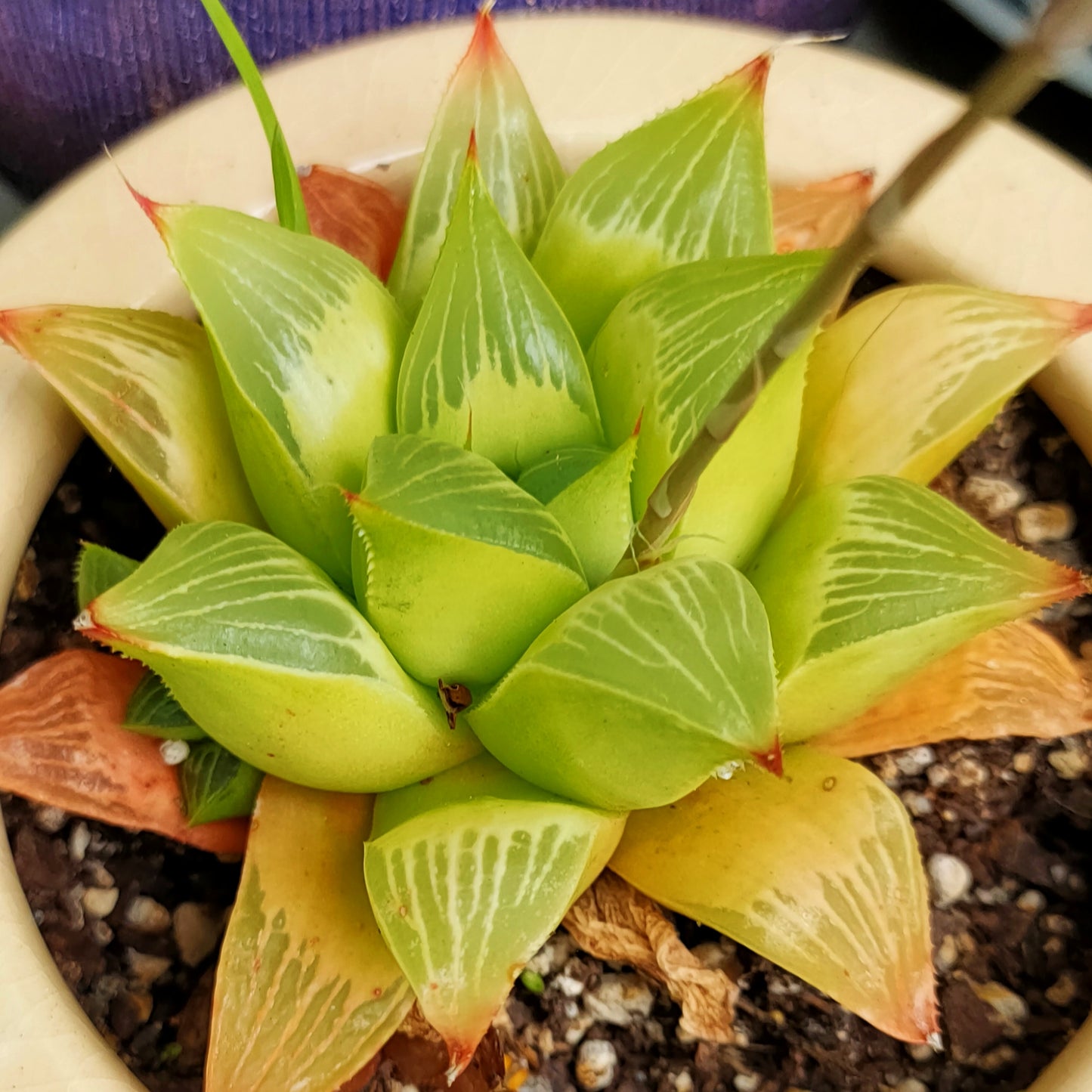 Haworthia retusa (Star Cactus)