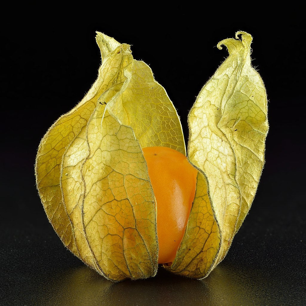 Physalis peruviana (Cape Gooseberry)