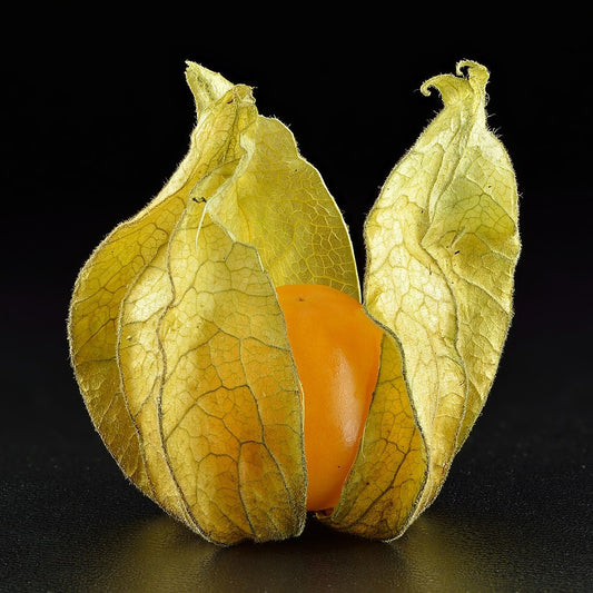 Physalis peruviana (Cape Gooseberry)