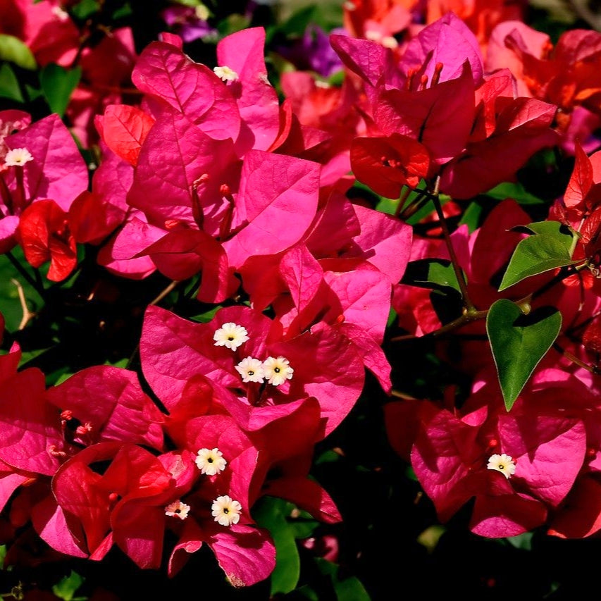 Bougainvillea glabra 'Scarlet O'Hara' (Paper Flower)