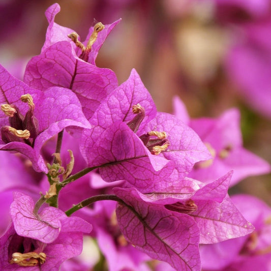 Bougainvillea glabra ‘Magnifica Traillii’ (Paper Flower)