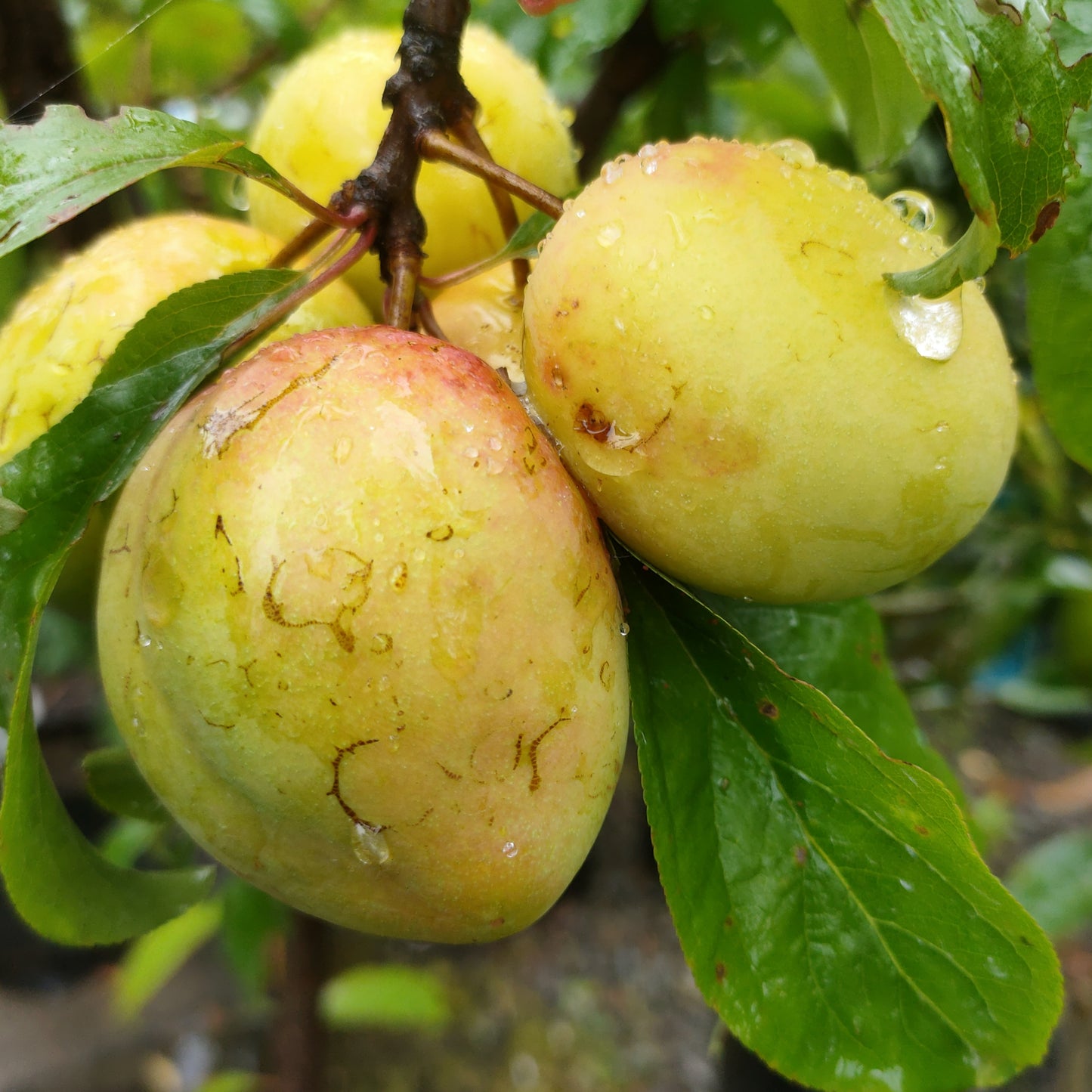 Prunus domestica 'Luisa' (Plum)