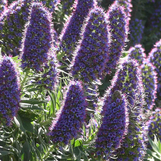 Echium candicans (Pride of Madeira)