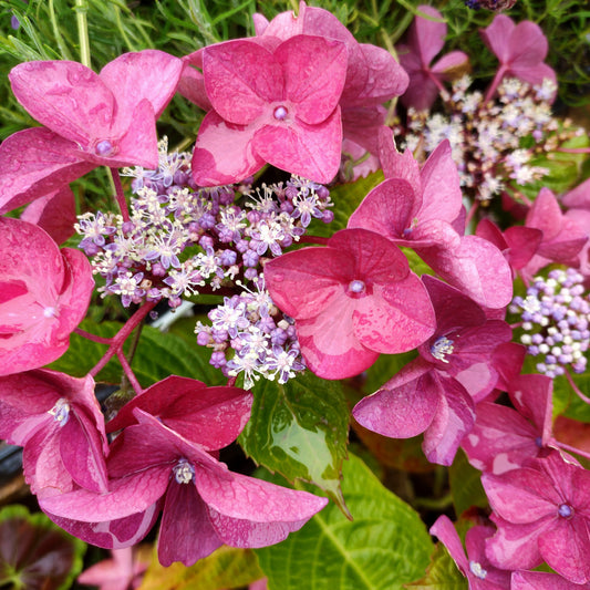 Hydrangea macrophylla 'Strawberries & Cream'