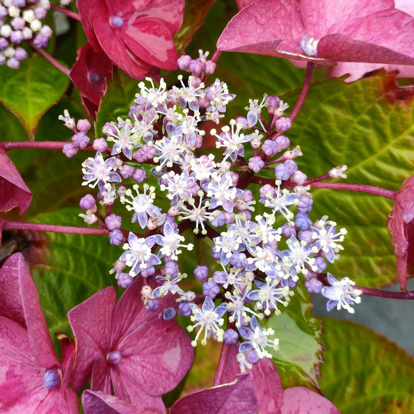 Hydrangea macrophylla 'Strawberries & Cream'