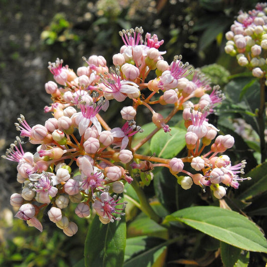 Dichroa versicolor (Evergreen Hydrangea)