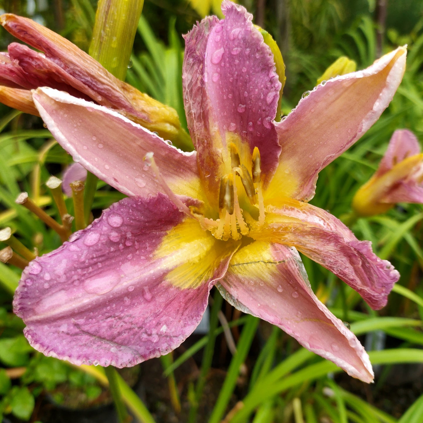 Hemerocallis 'Nile Crane' (Daylily)