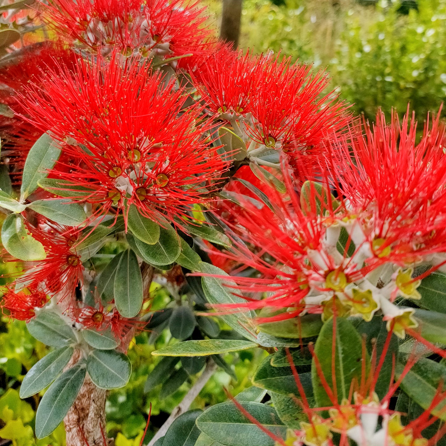 Metrosideros excelsa 'Māori Princess' (Pōhutukawa)