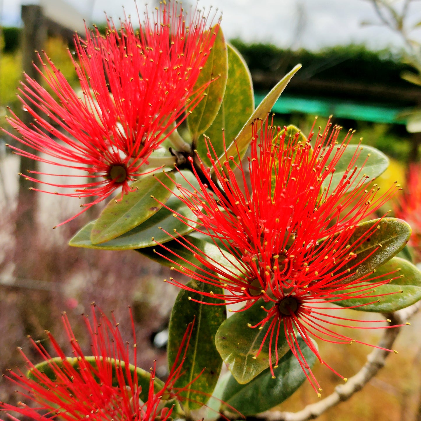 Metrosideros excelsa 'Māori Princess' (Pōhutukawa)