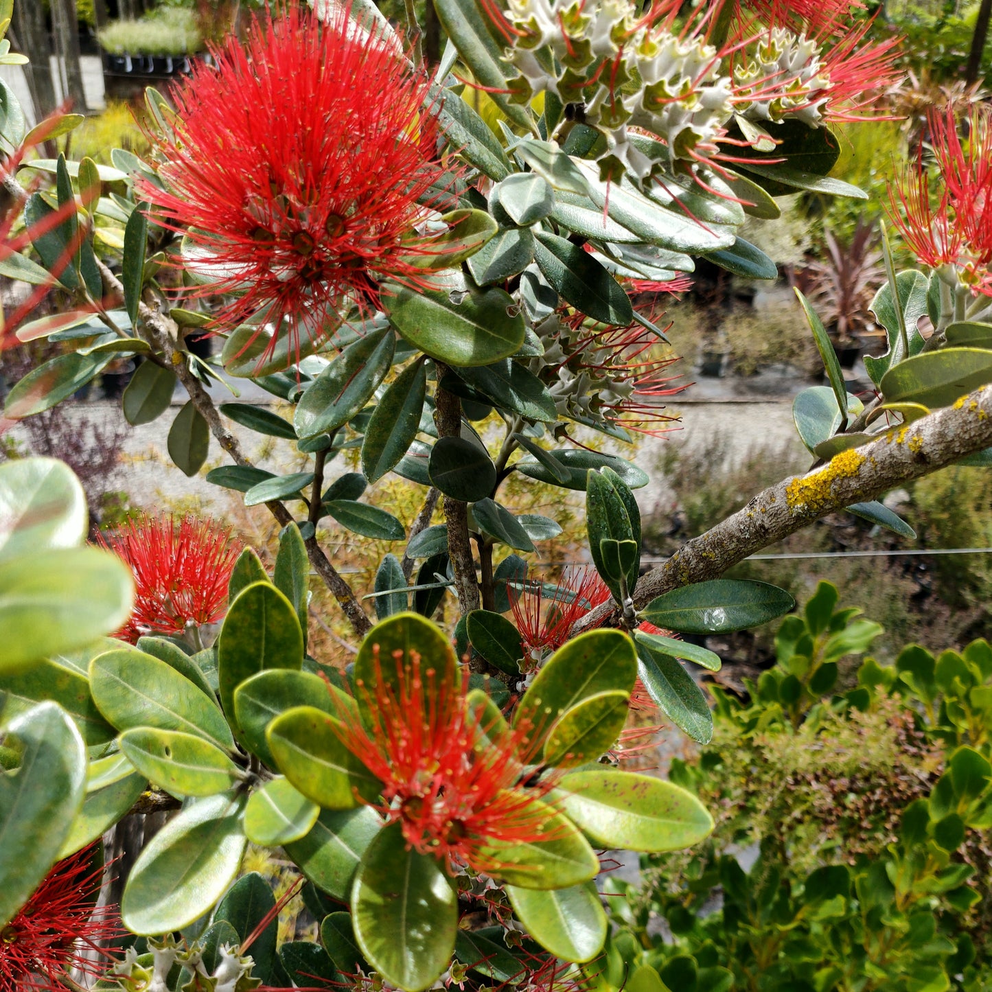 Metrosideros excelsa 'Māori Princess' (Pōhutukawa)