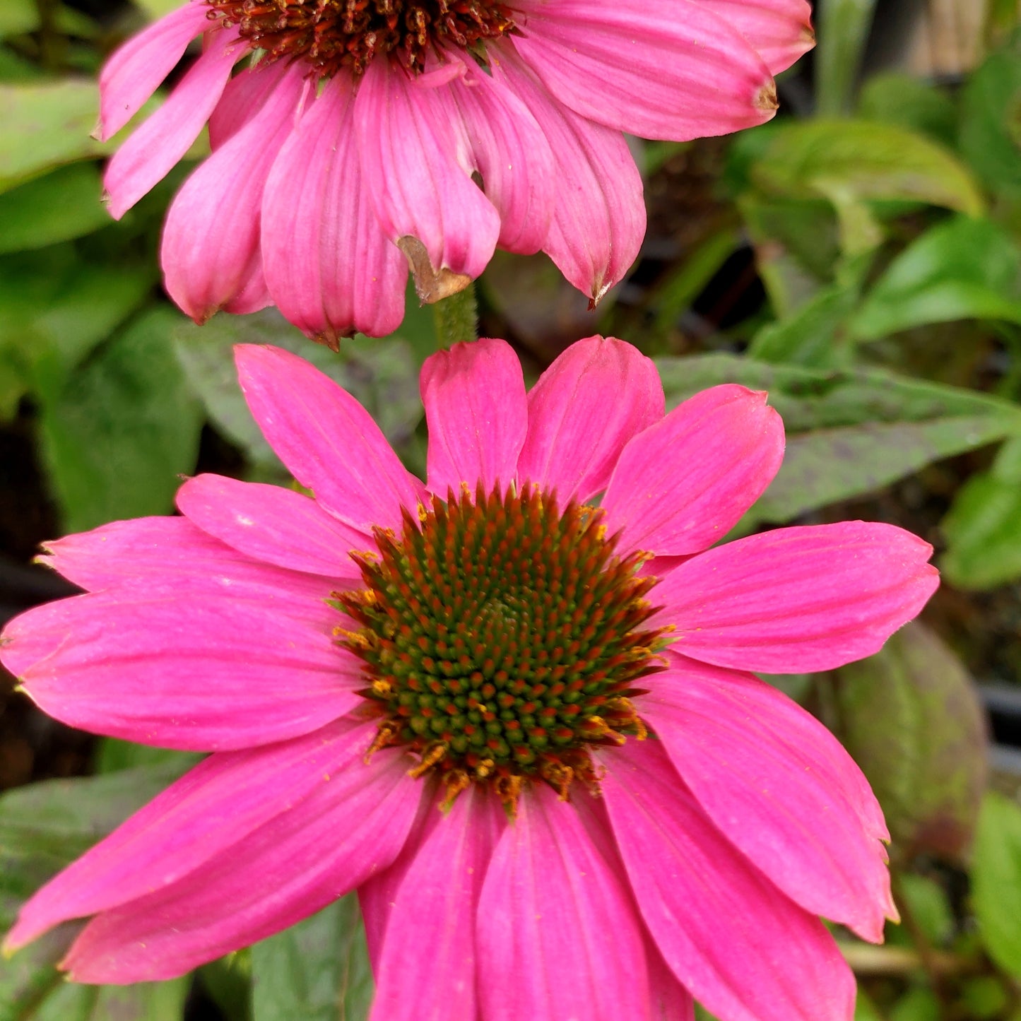 Rudbeckia 'Pow Wow Wild Berry' (Coneflower)