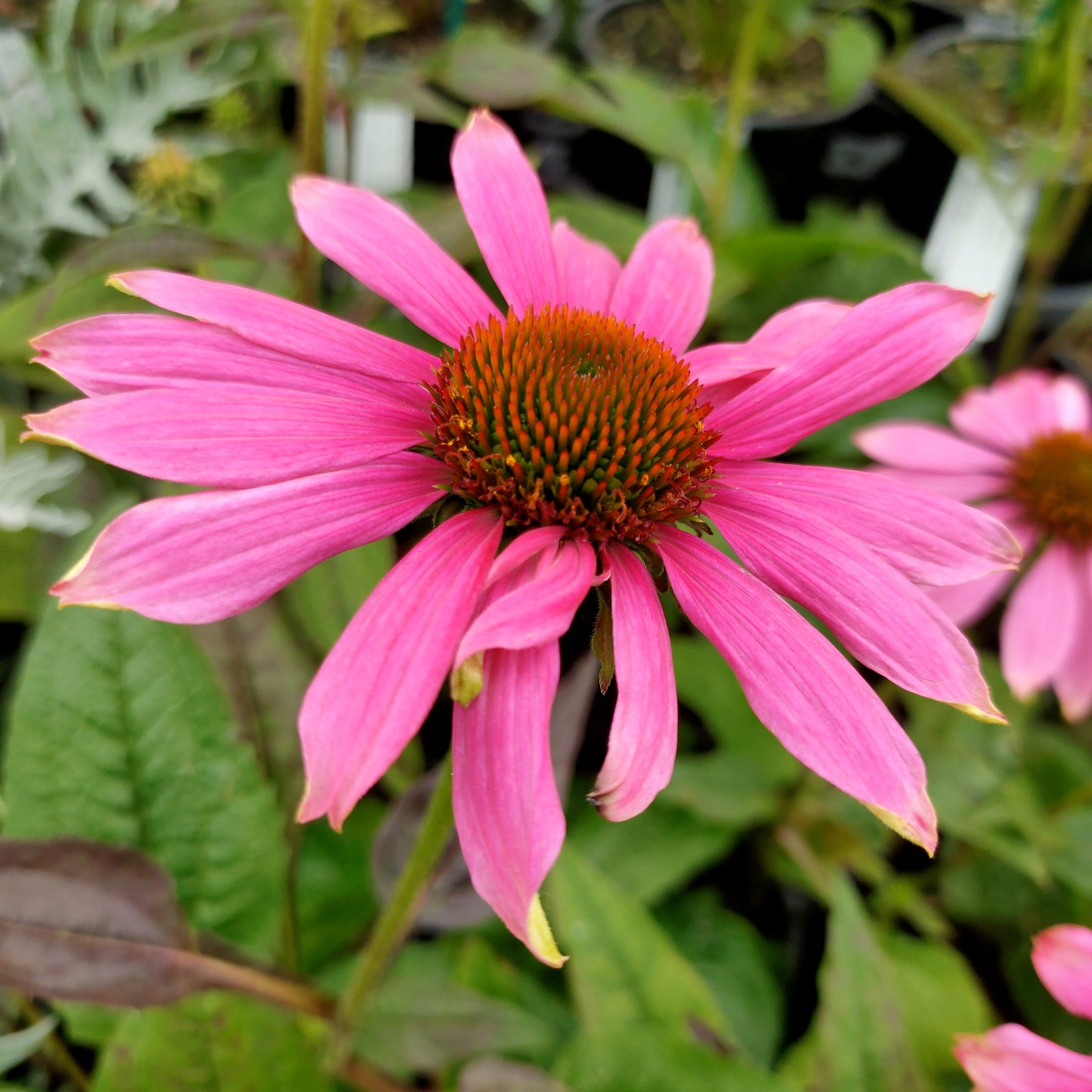 Rudbeckia 'Pow Wow Wild Berry' (Coneflower)