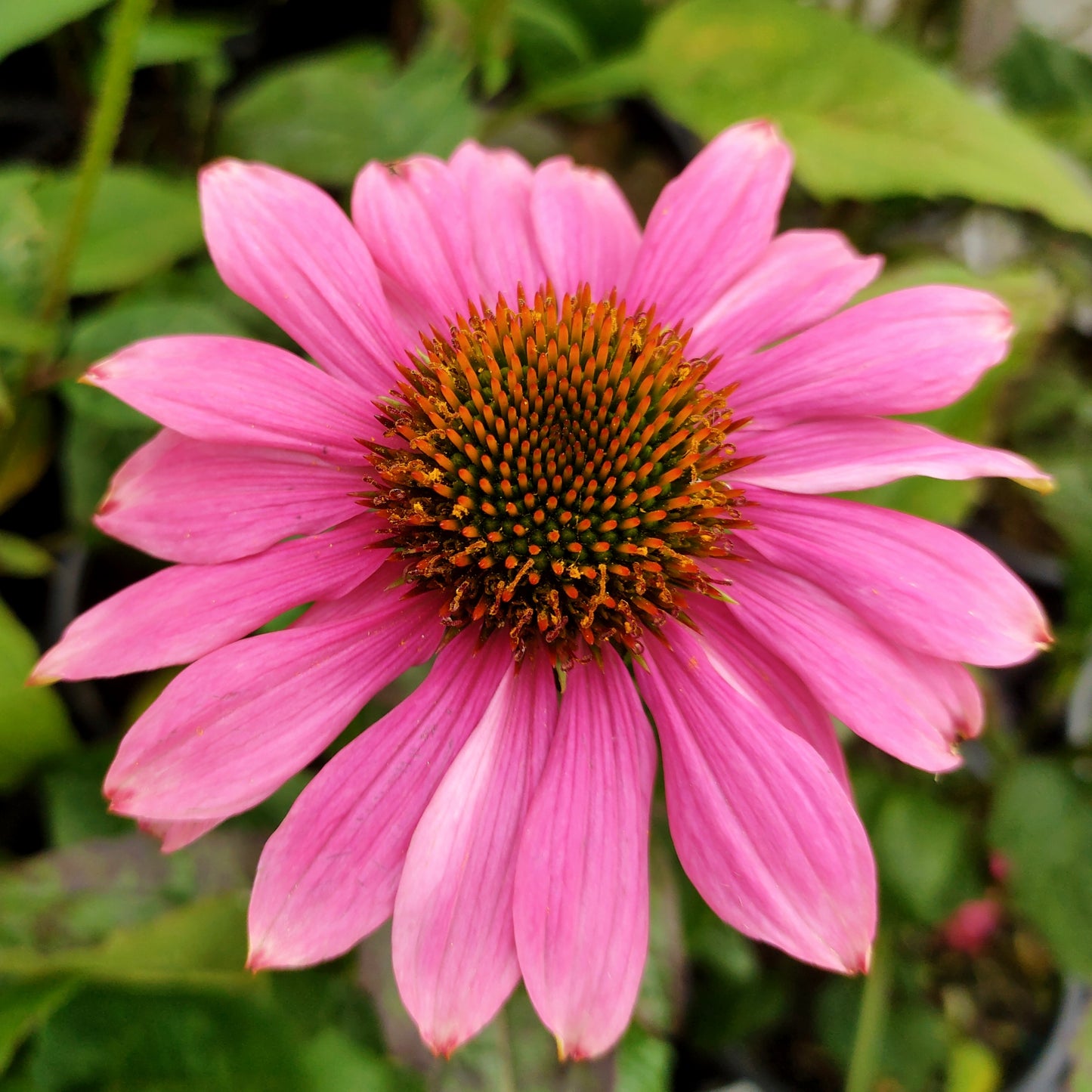 Rudbeckia 'Pow Wow Wild Berry' (Coneflower)