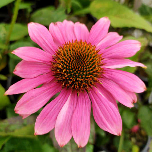 Rudbeckia 'Pow Wow Wild Berry' (Coneflower)