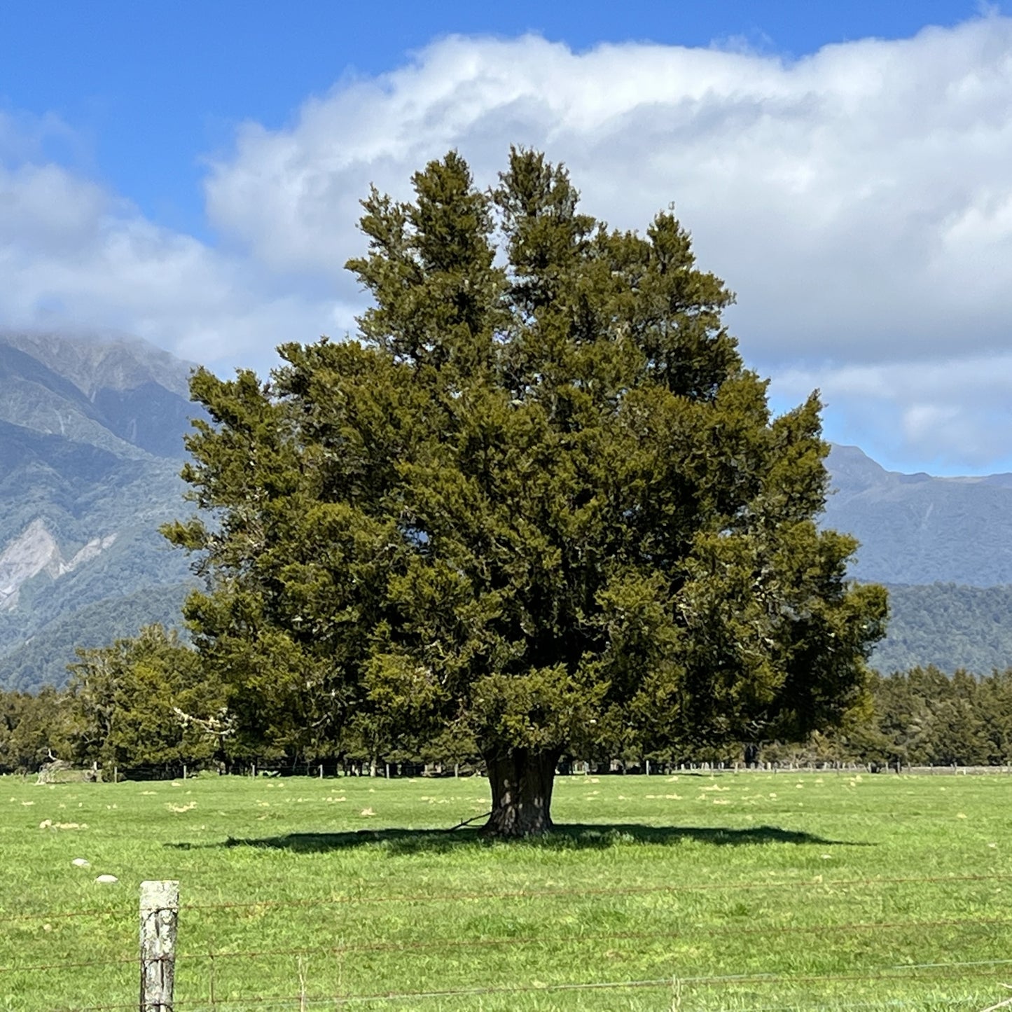 Podocarpus totara (tōtara)