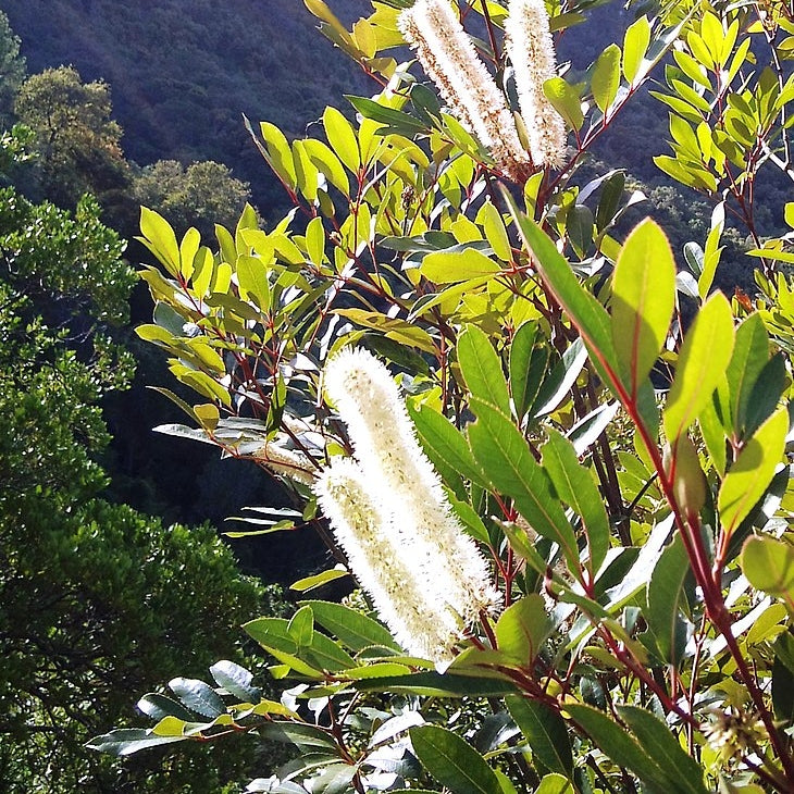 Cunonia capensis (Butterspoon Tree)