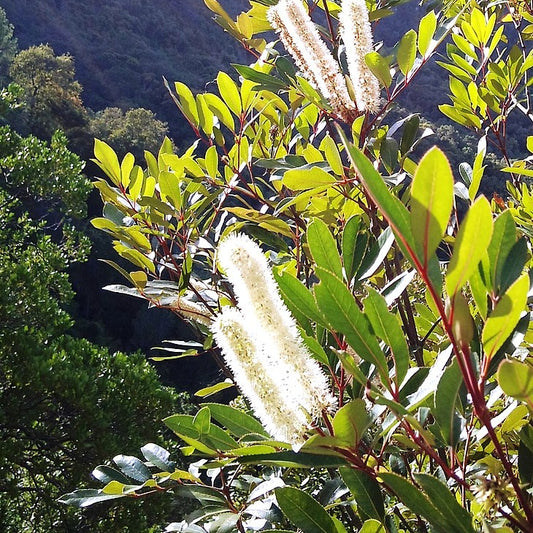 Cunonia capensis (Butterspoon Tree)