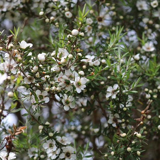 Leptospermum scopariumΒ (MΔnuka)